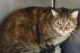 Sensible Katze sucht ruhiges Zuhause: Wer hat ein Herz für Marlies?