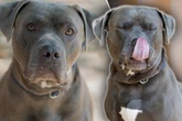 Freundlich, aber ziemlich stark: Hund Maximus ist ein wahres Kraftpaket