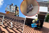 Rettung in schwindelerregender Höhe: Feuerwehr befreit Greifvögel aus 65 Grad heißer Blech-Falle