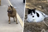 "Der dicke Hund von Texcoco" und "Chonkus Maximus": Wenn beleibte Tiere zum Touristen-Magnet werden