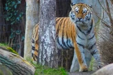 Drama im Leipziger Zoo: Tigerbabys müssen eingeschläfert werden