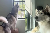 Schwangere fragt sich, warum stets ruhiger Husky plötzlich ständig heult: Dann wird ihr alles klar