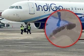 Flugzeug bereit zum Abheben, doch dann sorgen winzige Tiere für Chaos