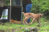 Chemnitzer Luchs-Dame im Schwarzwald ausgewildert