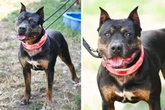 Nach langer Reise: Rottweiler-Mischling hofft in Berlin endlich auf Happy End
