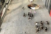 Nilgans-Familie löst Polizei-Einsatz aus: Bundesstraße gesperrt