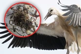 "So etwas habe ich noch nie gesehen": Dieses Knäuel hätte jungen Storch fast das Leben gekostet