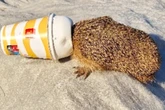 Igel in Not: Stacheliges Leckermaul bleibt in Eisbecher stecken