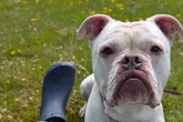 Wer schenkt ihm ein Zuhause? Sensibelchen Django hofft auf eine Chance