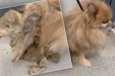 Tierheim teilt Schock-Video von Hund: Rüde zieht "Umhang aus Kot" hinter sich her