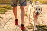 So sieht ein guter Tagesablauf mit Hund aus: Tipps für jeden Tagesabschnitt