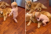 Baby geht morgens zu Golden Retrievern: Was dann folgt, lässt unzählige Herzen schmelzen