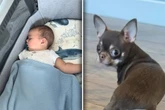 Chihuahua will unbedingt beim Baby sein: Was er dafür tut, lässt Herzen schmelzen