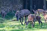 Seltene Hirschart im Moritzburger Wildgehege eingezogen