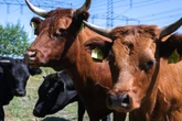 Neuer Naturlehrpfad: Wo früher Kohle gefördert wurde, grasen jetzt Büffel