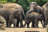 Elefanten-Duo musste umziehen: Finden Mama und Tochter im neuen Zoo endlich ihr Glück?