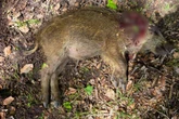 Nach tödlicher Attacke auf einsamen Wildschwein-Frischling "Hinrich": Frau zeigt sich selbst an