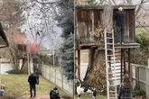 Mann glaubt, dass Waschbären in Baumhaus hausen: Als er sie vertreiben will, eskaliert die Situation völlig