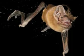 Forscher beweisen: Europas größte Fledermaus jagt Zugvögel bei Nacht und reißt ihre Flügel aus