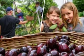 Obst im Überfluss! Hier ist richtig gut Kirschen essen