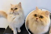 Kater nach Vermittlung zurückgebracht: Was wird nun aus Teddy?