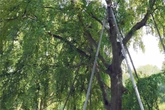 Sperrung nach einem Jahr aufgehoben: Stadt Leipzig rettet kranken Baum