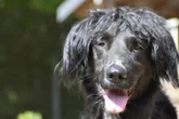Gibt es nach tödlichem Vorfall noch ein Happy End für Hund Osman?