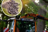 Neues Pilotprojekt: Leipzig engagiert jetzt Millionen Fadenwürmer als Raupen-Killer