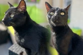 Kleine Dresdnerin (7) verzweifelt: Wo ist Kater Pina?