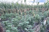 Geheime Riesen-Plantage! Landwirt stolpert über versteckte Drogen in eigenem Feld