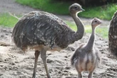 Männchen übernimmt die Mutterrolle: Süßes Küken und sein Papa erobern Außenanlage im Zoo Leipzig