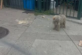 "So schmutzig, verfilzt, so unsichtbar": Einsamer Hund irrt tagelang durch die Straßen