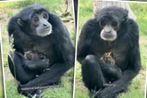 Affen-Mama nimmt Vogel-Baby auf: Was dann passiert, verblüfft selbst die Pfleger