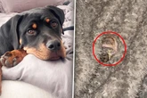 Frauchen kann nicht fassen, was Hund in ihr Bett gelegt hat: Dann folgt der nächste Schock