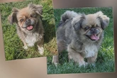 Süßer Mini-Hund hat schreckliche Vergangenheit: Erlangt Kellogs sein Lächeln zurück?