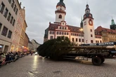 Schwergewicht angekommen: Chemnitzer Weihnachtsbaum wird aufgestellt
