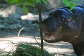 Hurra! Mini-Hippo Toni feiert ihren ersten Geburtstag und bekommt ...