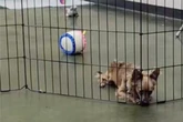 Hund sitzt nach Adoptions-Events immer wieder alleine da: Grund bricht Pflegern das Herz