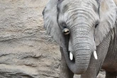 Elefantenkuh "Kariba" hat Nachwuchs bekommen: Ab heute soll das Kalb zu sehen sein