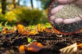 Kann man im Herbst Rasen säen? - Der perfekte Saatzeitpunkt für dichtes Gras