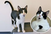 "Ein Traumkater": Stubentiger bringt Herzen zum Schmelzen