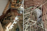 In Zoo eingebrochen und Tiere getötet: Polizei ermittelt nach grausamer Tat in Schönebeck