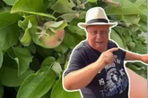 "Reden Sie mich nicht voll!" Heckenvergehen bringt den Kleingartensheriff auf die Palme
