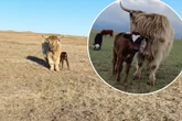 Tierische Überraschung: Frau kauft Kuh bei Facebook – plötzlich steht ein Kalb daneben
