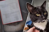 Kater landet im Tierheim und hat Zettel dabei: Was draufsteht, macht Retter sprachlos
