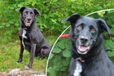 Wie kann man seinem Lächeln widerstehen? Hund will gefallen, doch es gibt einen Haken