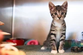 Internationaler Katzentag: Tierschützer fordern Kastrationspflicht
