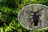 Sehr selten und vom Aussterben bedroht: Riesenkäfer in Darmstadt entdeckt!