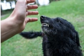 Hund beißt Kind auf Spielplatz: Polizei fahndet nach zwei jungen Frauen