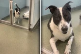 Tierheim vermittelt Hund an Familie: Was Jahre später passiert, bricht dort allen das Herz